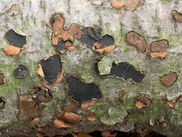 Attēlu rezultāti vaicājumam “Biscogniauxia granmoi”