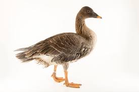 Image result for Anser fabalis