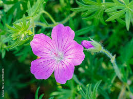 Attēlu rezultāti vaicājumam “Onagraceae”