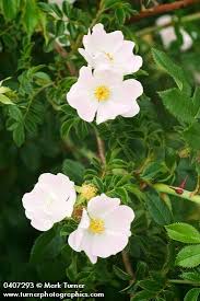 Image result for Rosa canina