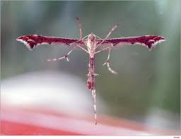 Attēlu rezultāti vaicājumam “Platyptilia gonodactyla imago”