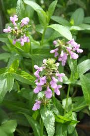 Attēlu rezultāti vaicājumam “Stachys palustris fruit”