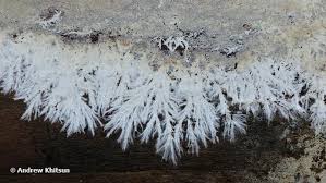 Attēlu rezultāti vaicājumam “Steccherinum fimbriatum”