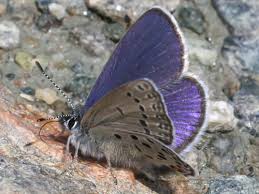 Attēlu rezultāti vaicājumam “Vacciniina optilete underside”