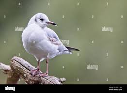 Attēlu rezultāti vaicājumam “Larus ridibundus juvenile”