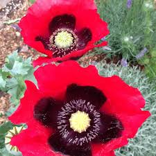 Image result for Papaver rhoeas 'Shirley'