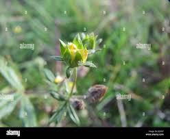 Attēlu rezultāti vaicājumam “Potentilla argentea fruit”