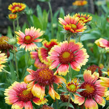 Image result for Gaillardia pulchella