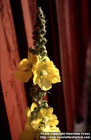 Image result for Verbascum phlomoides