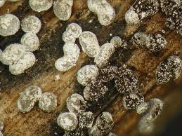 Attēlu rezultāti vaicājumam “Badhamia melanospora spores”