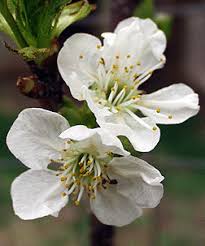 Attēlu rezultāti vaicājumam “Cerasus bud”