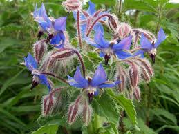 Image result for Borago officinalis