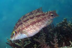 Image result for Symphodus melops