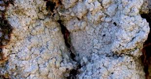 Attēlu rezultāti vaicājumam “Pertusaria albescens”