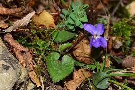 Attēlu rezultāti vaicājumam “Viola riviniana flower”