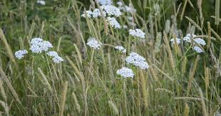 Attēlu rezultāti vaicājumam “Achillea millefolium flower”