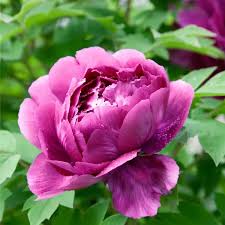 Image result for Pfingstrose