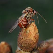 Attēlu rezultāti vaicājumam “Andricus foecundatrix”