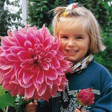 Image result for Dahlia x pinnata `Decorative Giants`