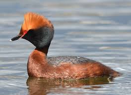 Image result for Podiceps auritus
