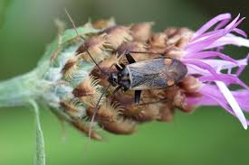 Attēlu rezultāti vaicājumam “Adelphocoris quadripunctatus imago”