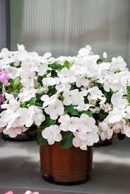 Image result for Impatiens walleriana