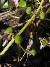 Attēlu rezultāti vaicājumam “Craterium aureum stalked”