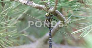 Attēlu rezultāti vaicājumam “Aeshna juncea male”