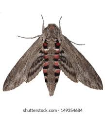 Attēlu rezultāti vaicājumam “Agrius convolvuli”