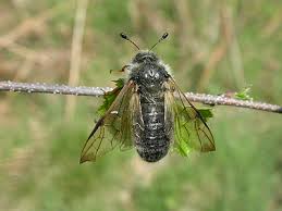 Attēlu rezultāti vaicājumam “Trichiosoma larva”