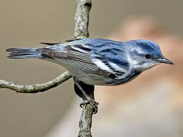 Attēlu rezultāti vaicājumam “Cetrelia sp.”