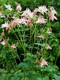 Image result for Aquilegia vulgaris
