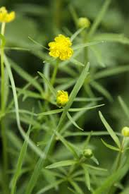 Attēlu rezultāti vaicājumam “Ranunculus auricomus leaf”
