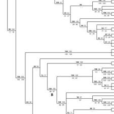 Attēlu rezultāti vaicājumam “Neckera complanata sporophyte”