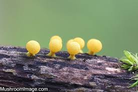 Attēlu rezultāti vaicājumam “Physarum sulphureum macro”