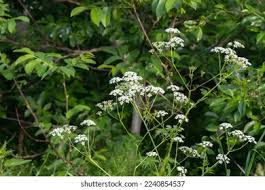 Attēlu rezultāti vaicājumam “Anthriscus sylvestris”