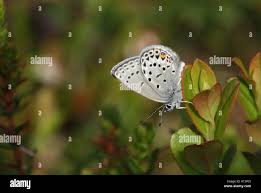 Attēlu rezultāti vaicājumam “Vacciniina optilete”