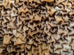 Attēlu rezultāti vaicājumam “Didymium serpula”