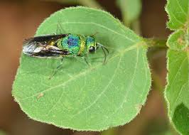 Attēlu rezultāti vaicājumam “Chrysididae”