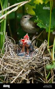Attēlu rezultāti vaicājumam “Sylvia borin nest”