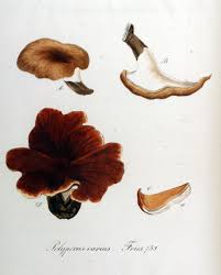 Attēlu rezultāti vaicājumam “Polyporus varius”
