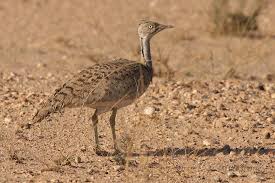 Image result for Chlamydotis macqueenii