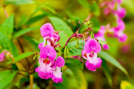 Image result for Impatiens glandulifera