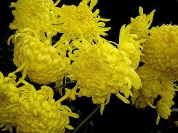 Image result for Chrysanthemum ptarmiciflorum