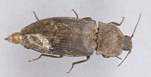 Attēlu rezultāti vaicājumam “Agrypnus murinus”