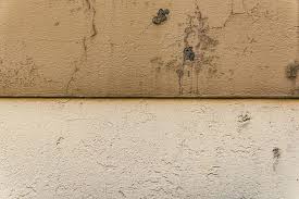 Attēlu rezultāti vaicājumam “Crepis paludosa fruit”