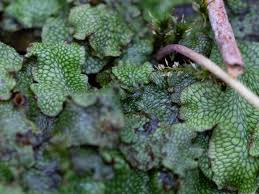 Attēlu rezultāti vaicājumam “Conocephalum”