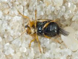 Attēlu rezultāti vaicājumam “Cryptocephalus pusillus”