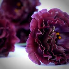 Attēlu rezultāti vaicājumam “Libanotis montana flower”