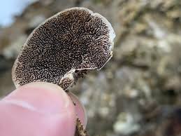 Attēlu rezultāti vaicājumam “Cerrena unicolor”